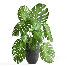 Monstera